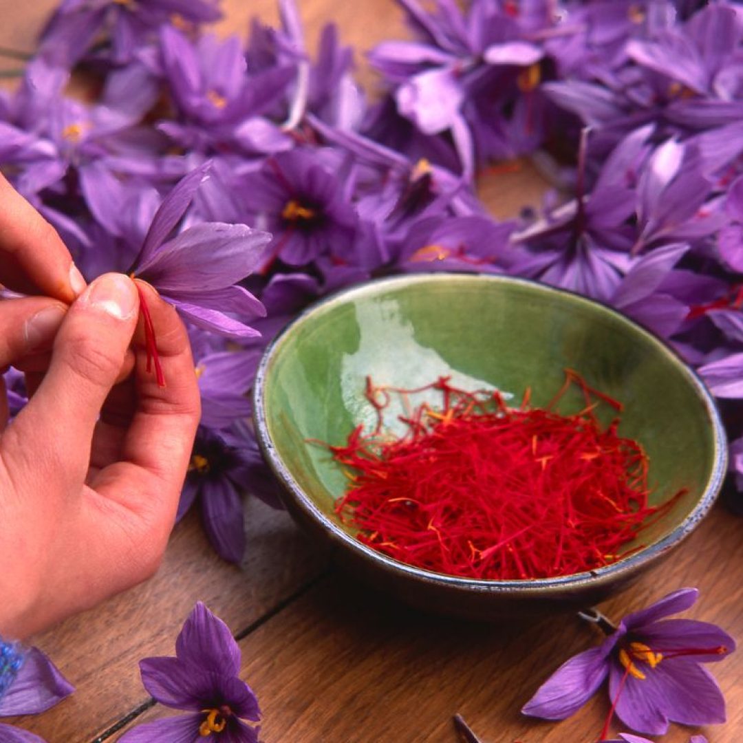Zafferano colto a mano