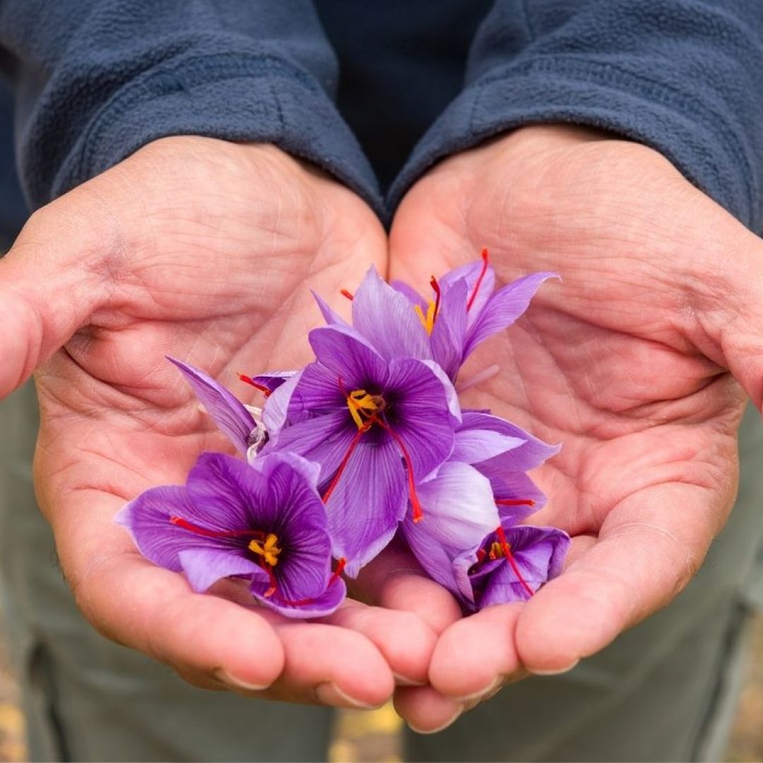 Zafferano colto a mano