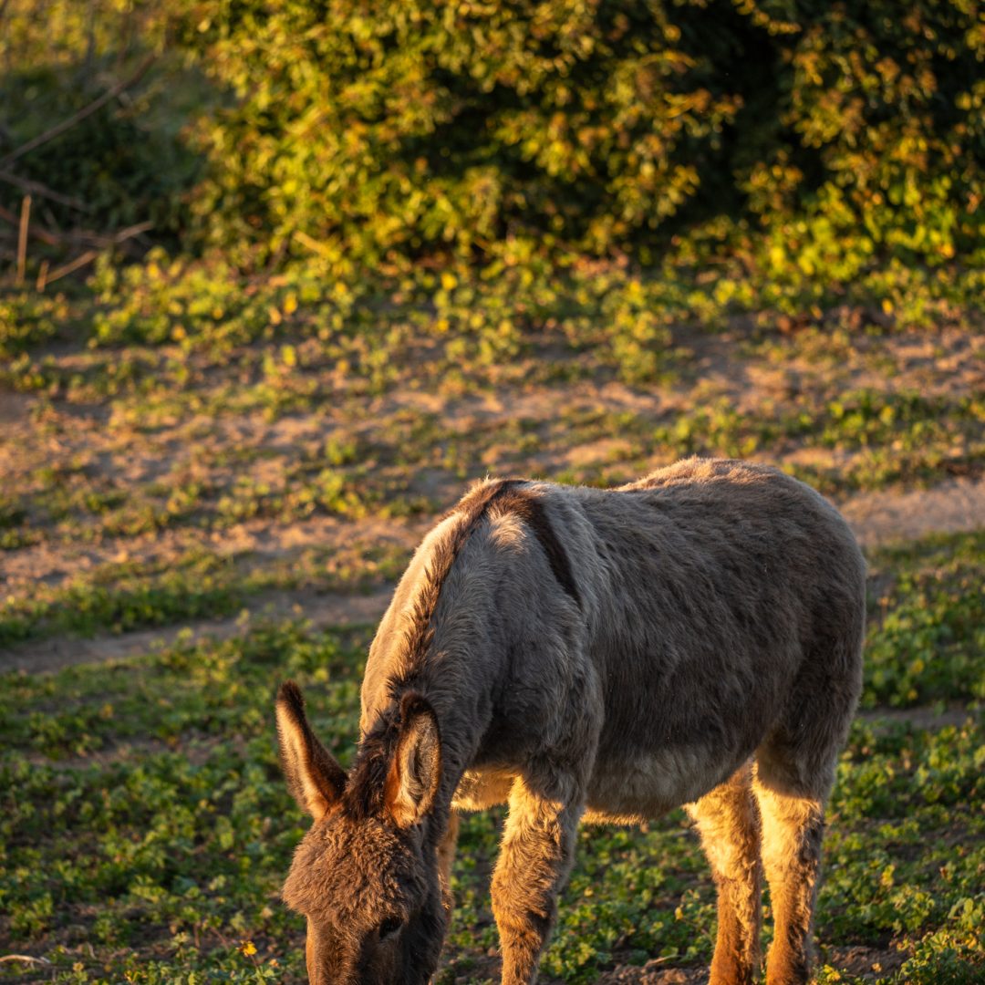 Sorelle Ferri Azienda Agricola Fratenuti
